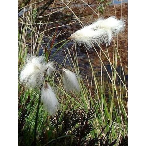 Linaigrette Godet de 8/9 cm (1/5)