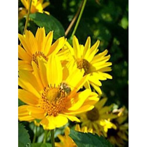 Soleil vivace 'Capenock Star' Godet de 8/9 cm (1/2)