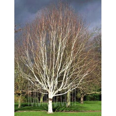 Bouleau de l'Himalaya 'Jacquemontii' Pot de 4L/5L