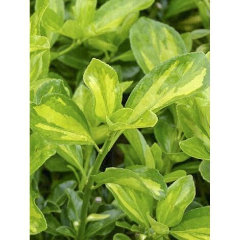 Fusain du Japon 'Duc d'Anjou' Pot de 3L/4L (1/4)