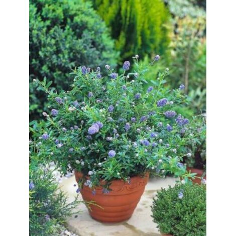 Céanothe, Lilas de Californie 'Blue Diamond'® Pot de 2L/3L (1/3)