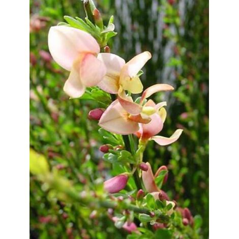 Genêt 'Zeelandia' Pot de 1,5L/2L (1/2)