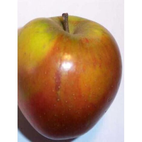 Pommier 'Reine des Reinettes' Pot de 7,5L/10L, Gobelet (1/5)