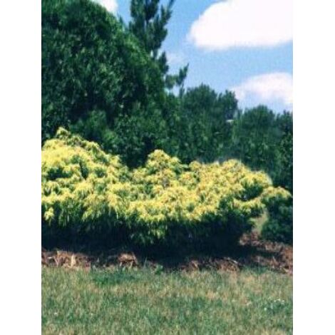 Genévrier 'Pfitzeriana Aurea' Pot de 2L/3L (1/4)