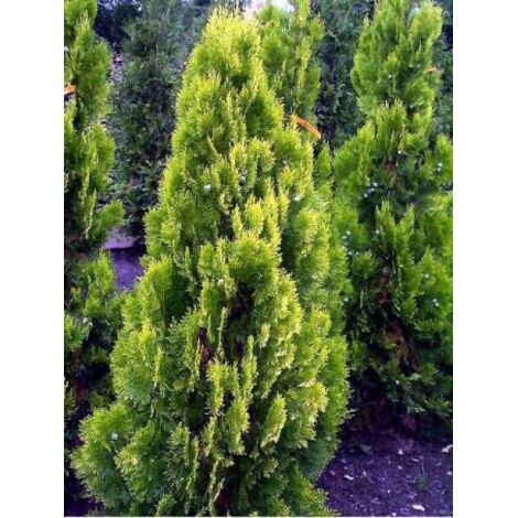 Thuya d'Orient 'Pyramidalis Aurea' Pot de 7,5L/10L (1/3)