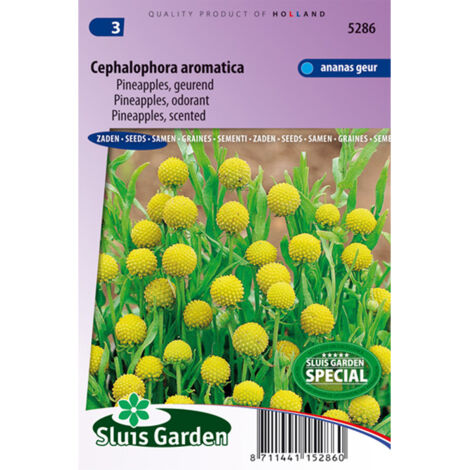 Sauge ananas 'Pineapple' le sachet de 700 graines (0,2g) (1/2)