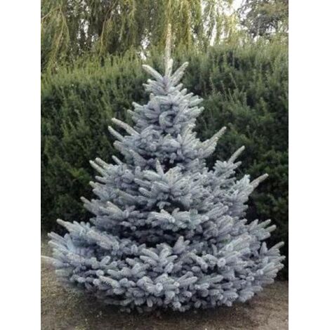 Sapin bleu, Epicéa du Colorado 'Blue Diamond' Pot de 4L/5L (1/4)