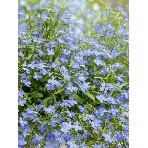 Lobélie 'Cambridge Blue' le sachet de 10200 graines (0,4g) (1/2)