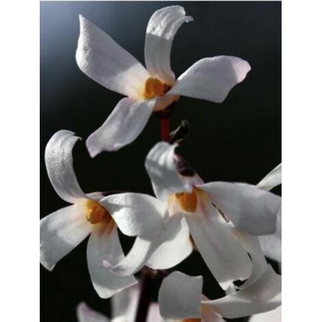 Forsythia blanc de Corée Pot de 2L/3L (1/4)