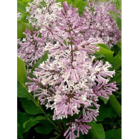 Lilas de Chine 'Miss Kim' Pot de 2L/3L (1/3)