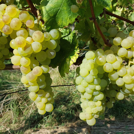 Vigne 'Chasselas Fontainebleau' Pot de 2L/3L