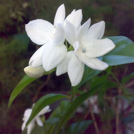 Jasmin d'Arabie - Jasminum sambac Pot de 2L/3L