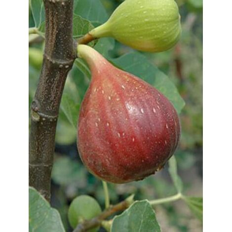 Figuier 'Brown Turkey' Godet de 8/9 cm
