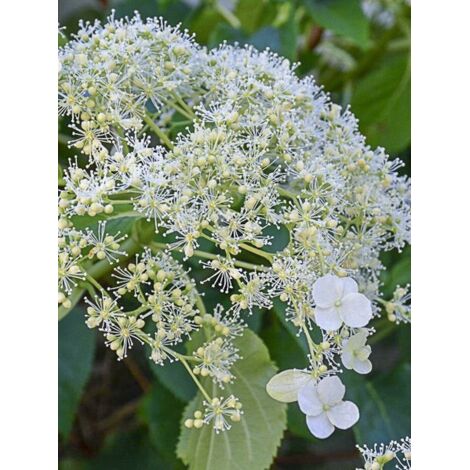 Hortensia 'Flying Saucer' Pot de 2L/3L