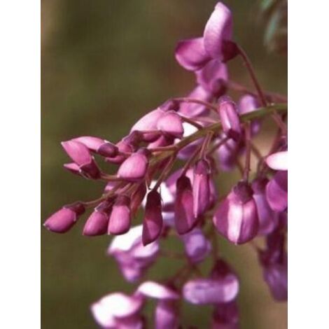 Glycine 'Okayama' Pot de 2L/3L, Plant greffé de + de 18 mois (1/2)