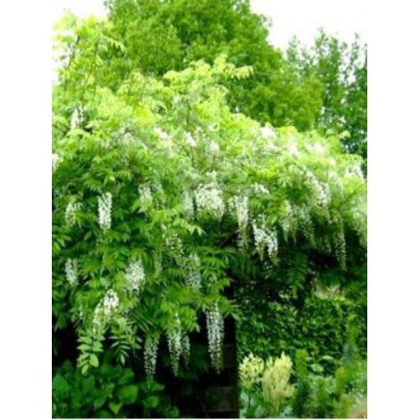 Glycine japonaise 'Alba' Pot de 3L/4L
