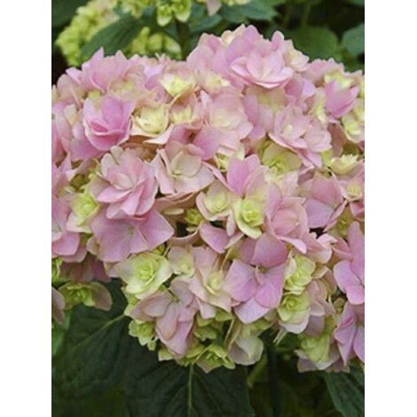 Hortensia 'You and Me Together' Pot de 3L/4L (1/2)