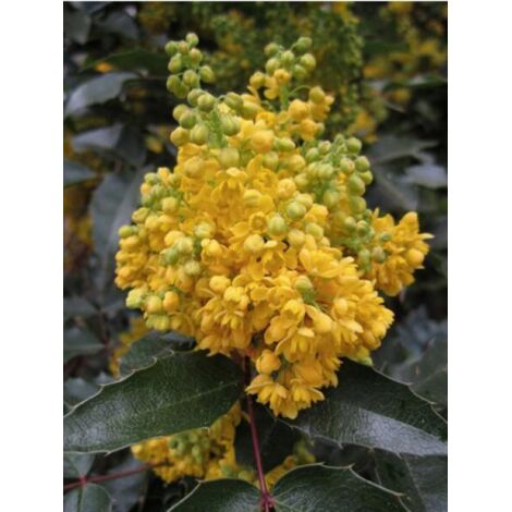 Mahonia à feuilles de houx Godet de 8/9 cm