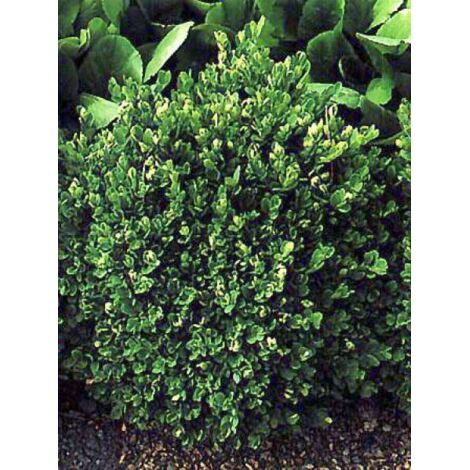 Buis commun 'Suffruticosa' Godet de 8/9 cm (1/5)