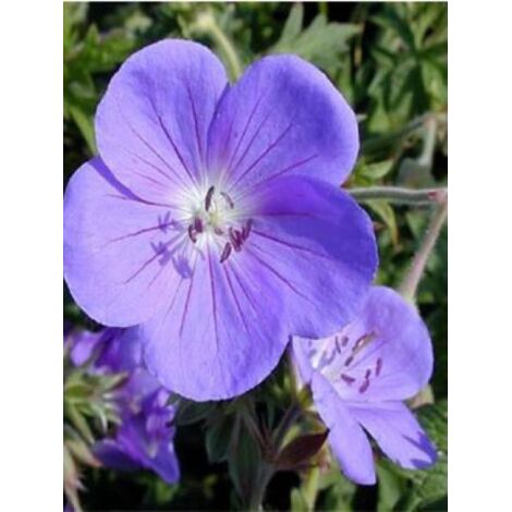 Géranium vivace 'Brookside' Pot de 1L/1,5L