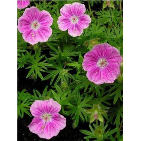 Géranium vivace sanguin 'Elke' Pot de 2L/3L (1/4)
