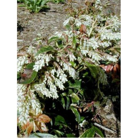 Leucothoe walteri 'Rainbow' Pot de 2L/3L (1/4)