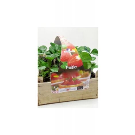 Fraisier 'Maestro®' Godet de 7/8 cm