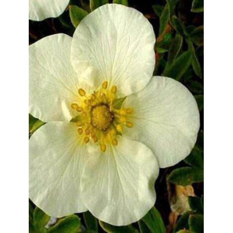 Potentille arbustive 'Tilford Cream' Pot de 2L/3L (1/3)