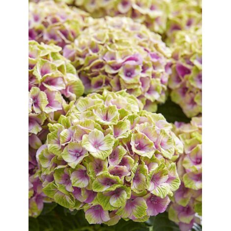Hortensia 'Magical Jewel' Pot de 4L/5L (1/2)