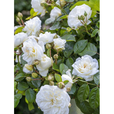 Rosier à fleurs groupées 'Marina Picasso' Pot de 4L/5L (1/2)