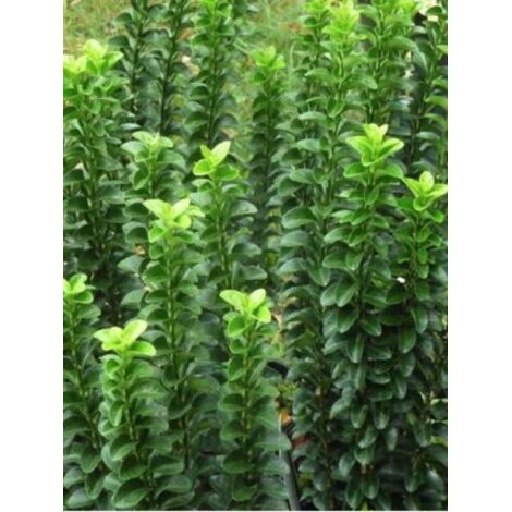 Fusain du Japon 'Benkomasaki' Pot de 7,5L/10L