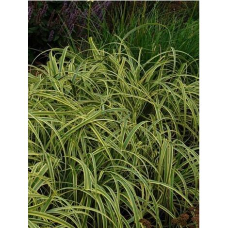 Carex trifida Rekohu Sunrise - Laîche Godet de 8/9 cm (1/2)