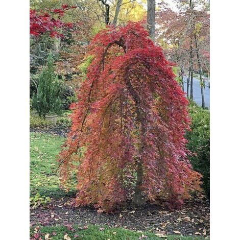 Érable du Japon 'Ryusen' Pot de 3L/4L, Tige