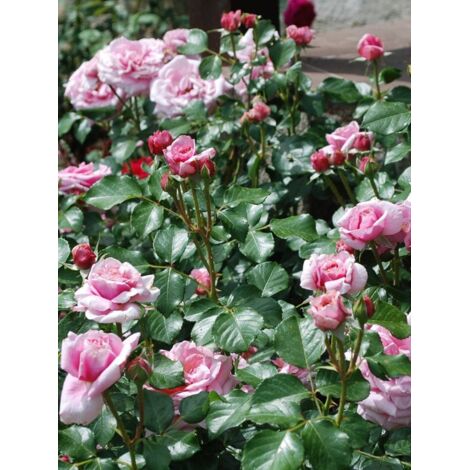 Rosier grimpant 'Aloha' Pot de 4L/5L