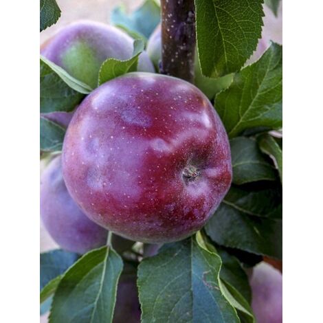 Pommier colonnaire 'Chinon Delcoblu' Pot de 7,5L/10L (1/2)