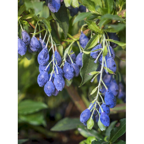 Myrtille d'Amérique 'Lucky Berry' Pot de 4L/5L, Touffe