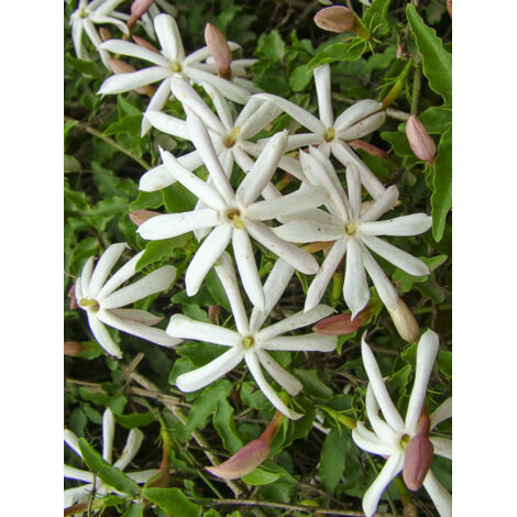 Jasmin sauvage étoilé Pot de 2L/3L