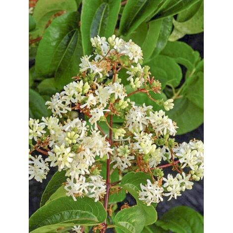 Heptacodium 'Tianshan' Pot de 7,5L/10L (1/2)