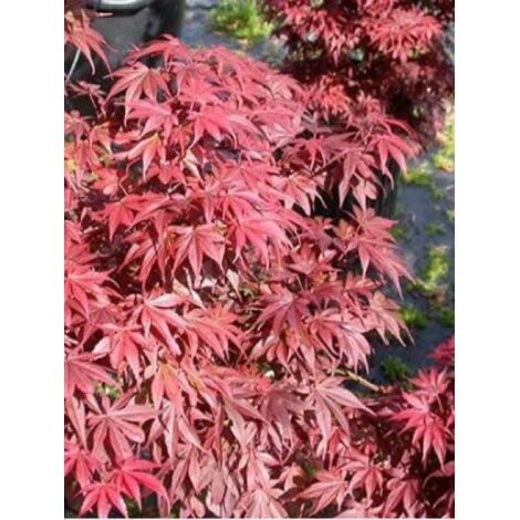 Érable du Japon 'Skeeter's Broom' Coupe 7,5L / 10L, Touffe