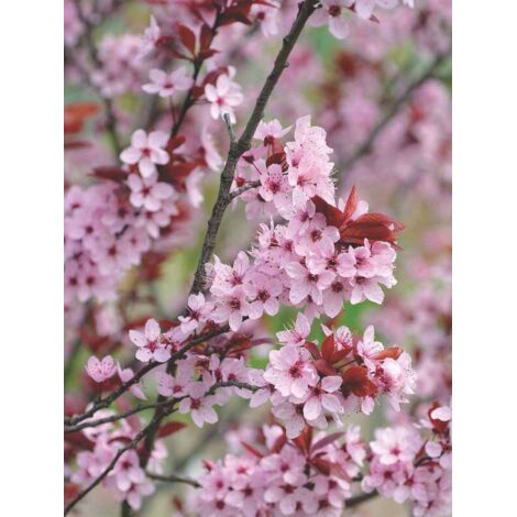 Cerisier à fleurs 'Nigra' Pot de 7,5L/10L