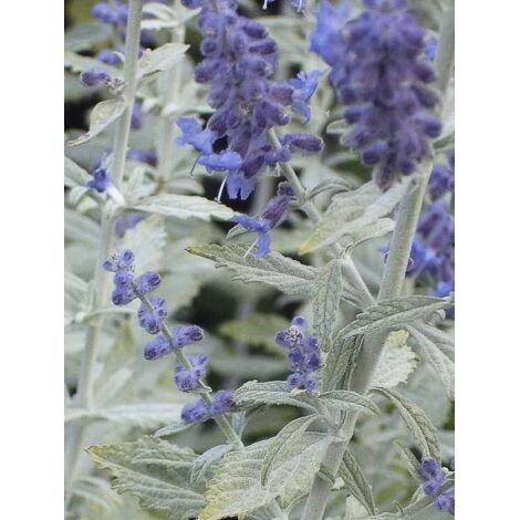Sauge d'Afghanistan 'Silvery Blue' Pot de 1,5L/2L (1/2)