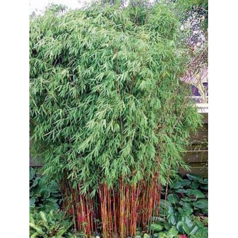 Fargesia nitida 'Red Dragon' Pot de 2L/3L