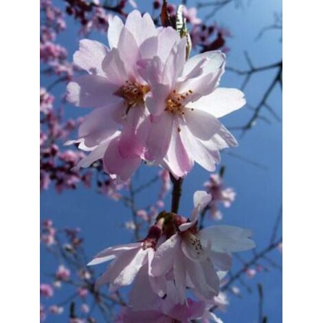 Cerisier du Japon 'Autumnalis Rosea' Pot de 7,5L/10L