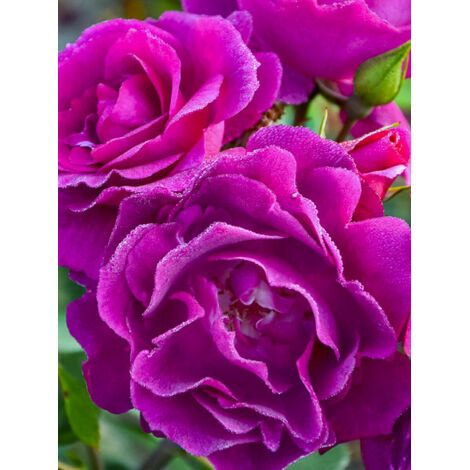 Rosier à massif 'Bluebell' Pot de 4L/5L
