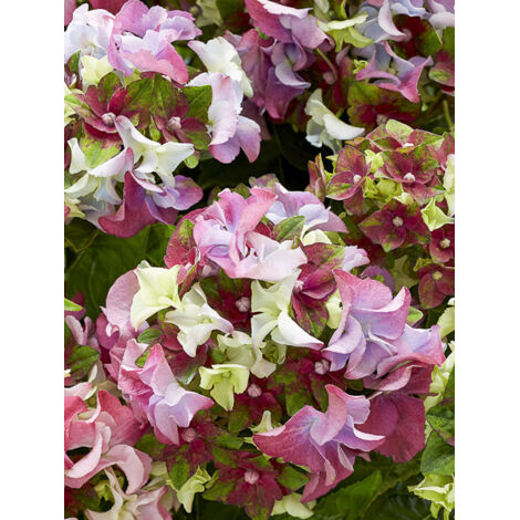 Hortensia 'Laday Mata Hari' Pot de 4L/5L (1/2)