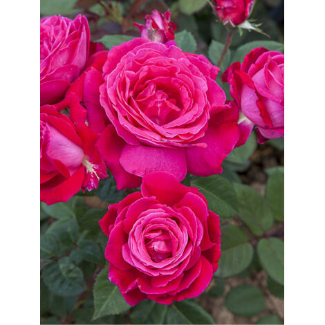 Rosier moderne 'Elegance Française' Pot de 4L/5L (1/2)
