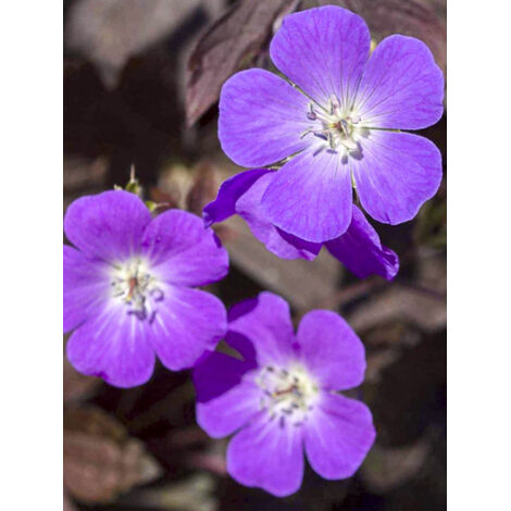 Géranium vivace maculé 'Stormy Night' Godet de 8/9 cm (1/2)