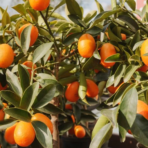 Kumquat à fruits ovales - Fortunella margarita Pot de 4L/5L, 1/4 de tige