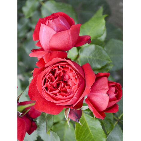 Rosier moderne 'Ruban Rouge' Pot de 4L/5L (1/2)