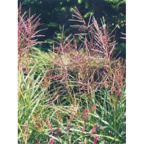 Eulalie, Roseau de Chine 'Ferner Osten' Pot de 1L/1,5L